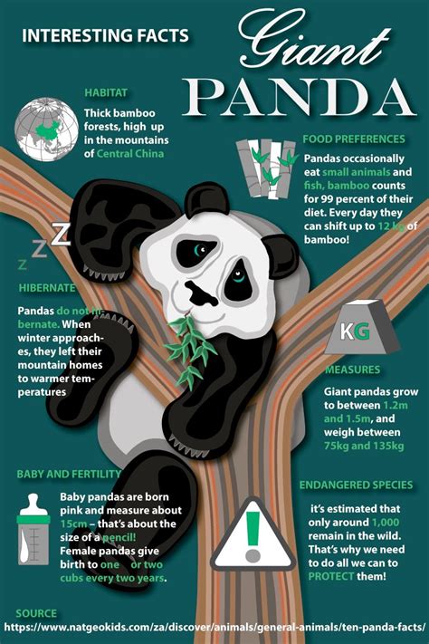 Junk pandas mascot infographics